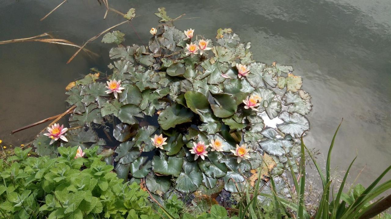 Chambre Coin Nature Fromelles Eksteriør billede